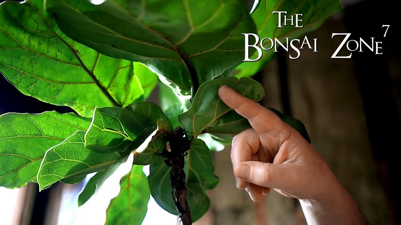 My Ficus lyrata Bonsai, The Bonsai Zone, Dec 2020