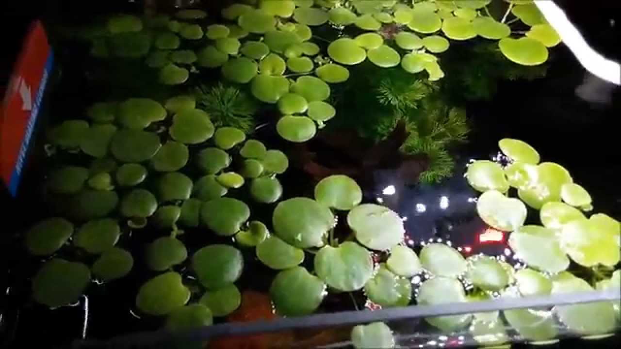 LECHUGA DE AGUA(LIMNOVIUM LAEVIGATUM)Y NUEVO GAMBARIO 25 LITROS!!