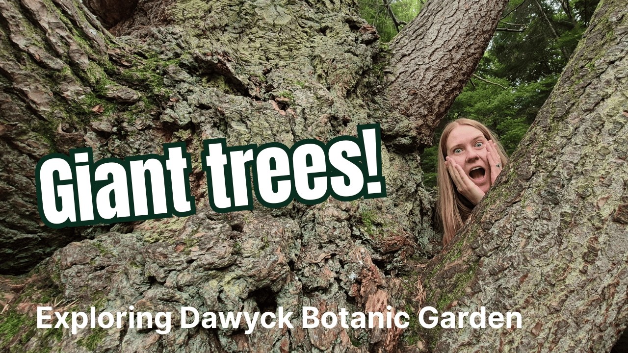 Dawyck Botanic Garden Visit - Scotland's Ancient Trees and Woodland Garden