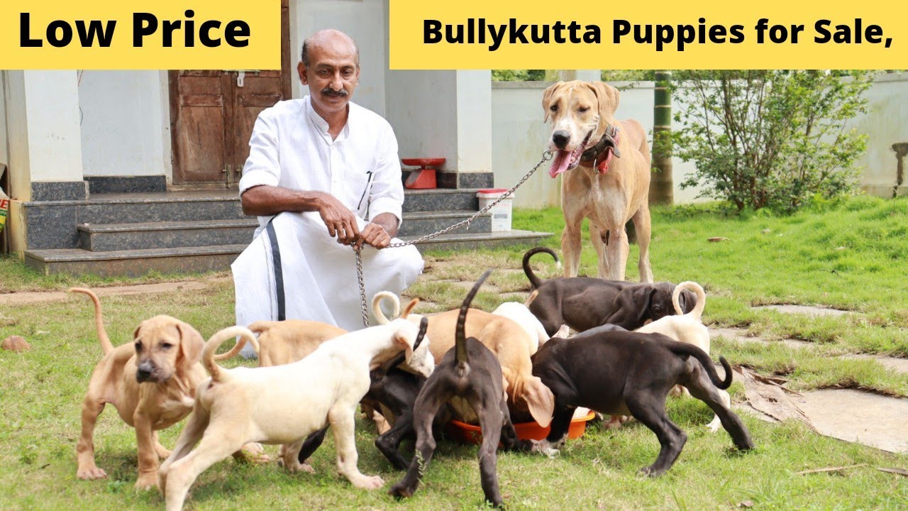 വിലക്കുറവിൽ Bullykutta നായ കുട്ടികളെ വാങ്ങാം|Bullykutta Puppies for sale|92889 08881