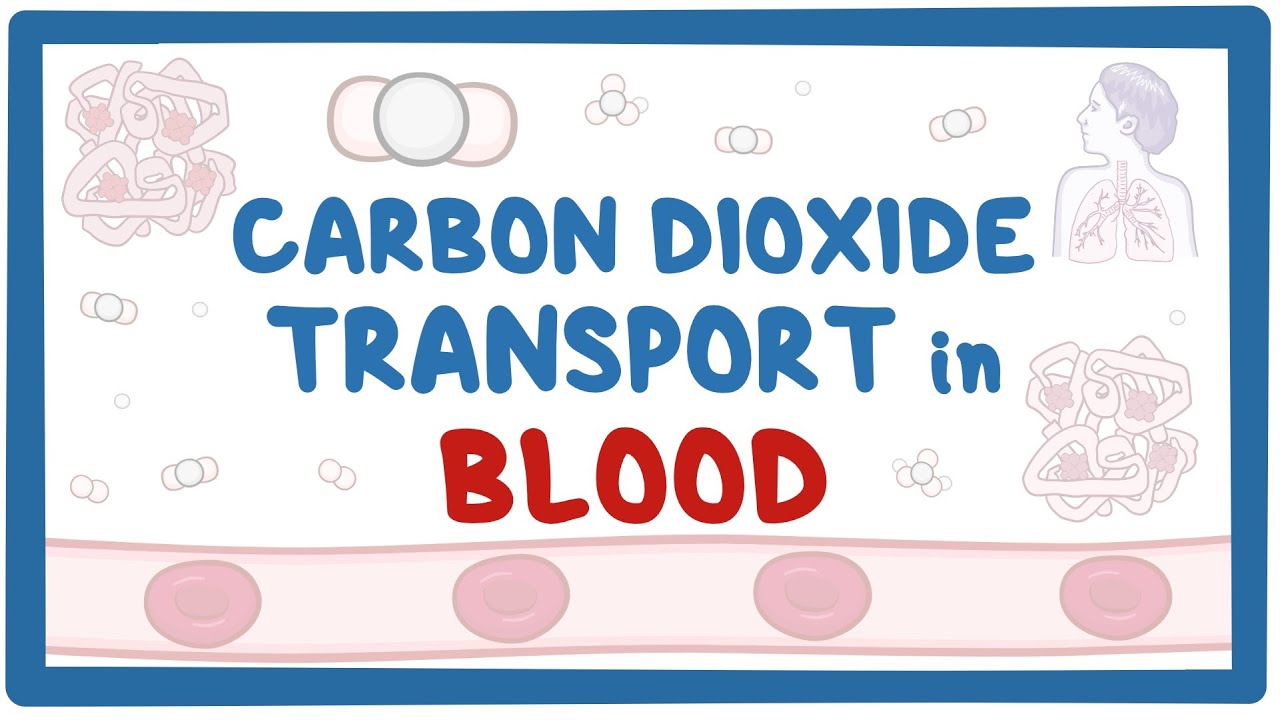 Carbon dioxide transport in blood