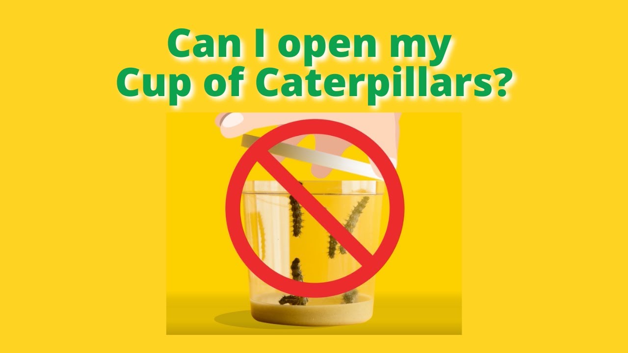 Butterfly Garden FAQs: Can I Open My Cup of Painted Lady Caterpillars?