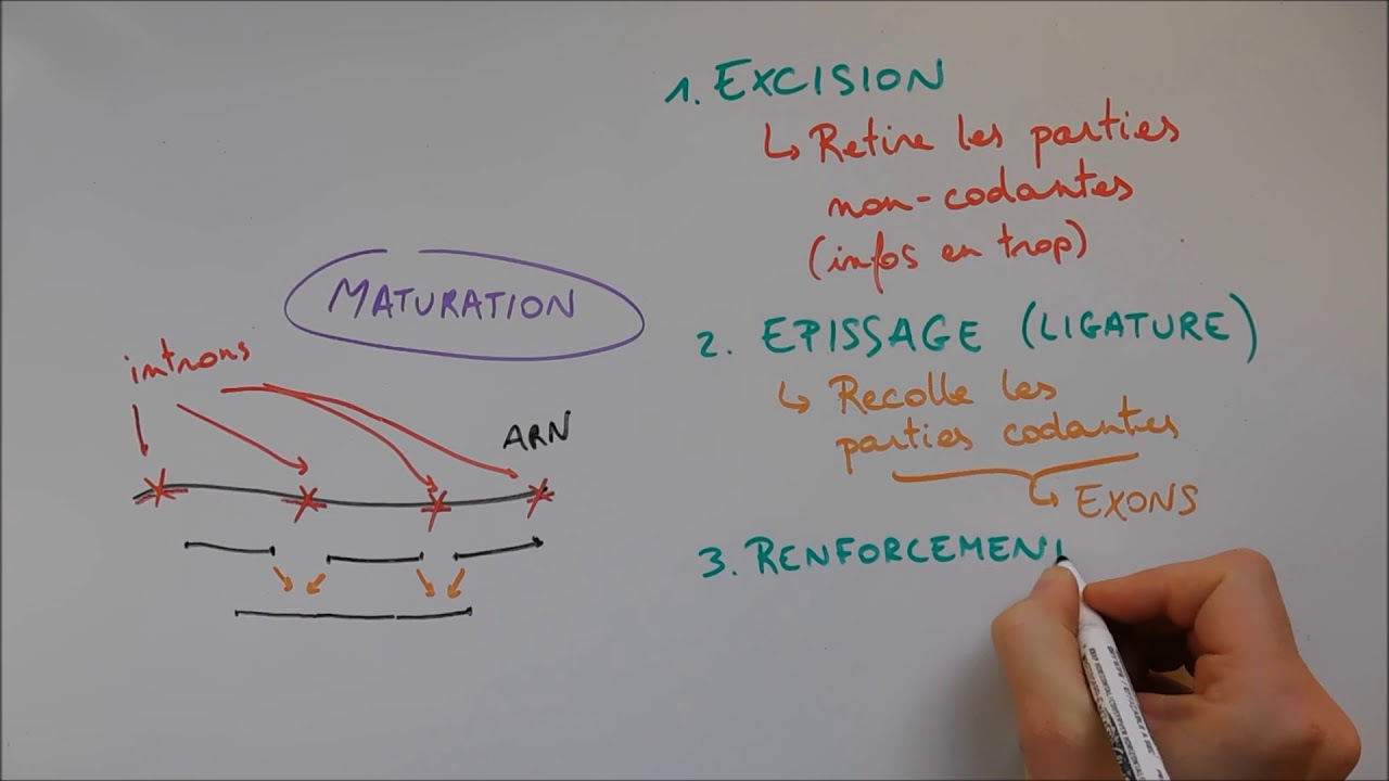 Synth&egrave;se des prot&eacute;ines 2 - Maturation