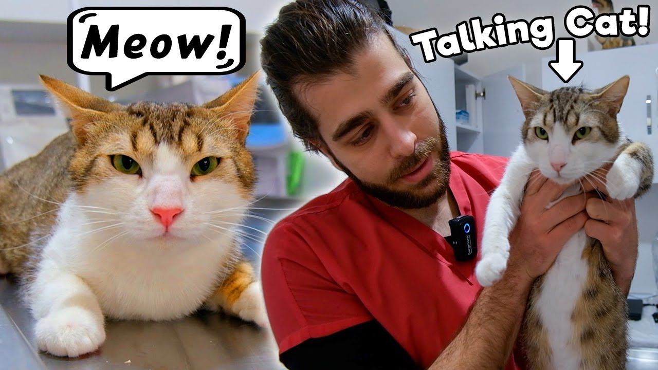 Кот говорит без остановки! 🤣 #TheVet