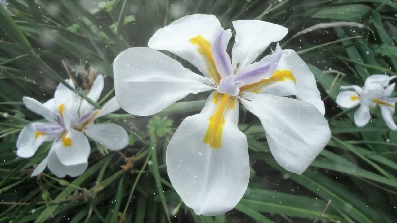 How to Grow Dietes