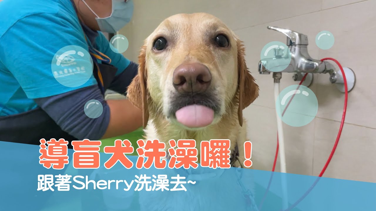 【導盲犬日常 Ep.50】導盲犬洗澡囉！ 跟著Sherry洗澡去~🛁🧽🚿🧴🧼