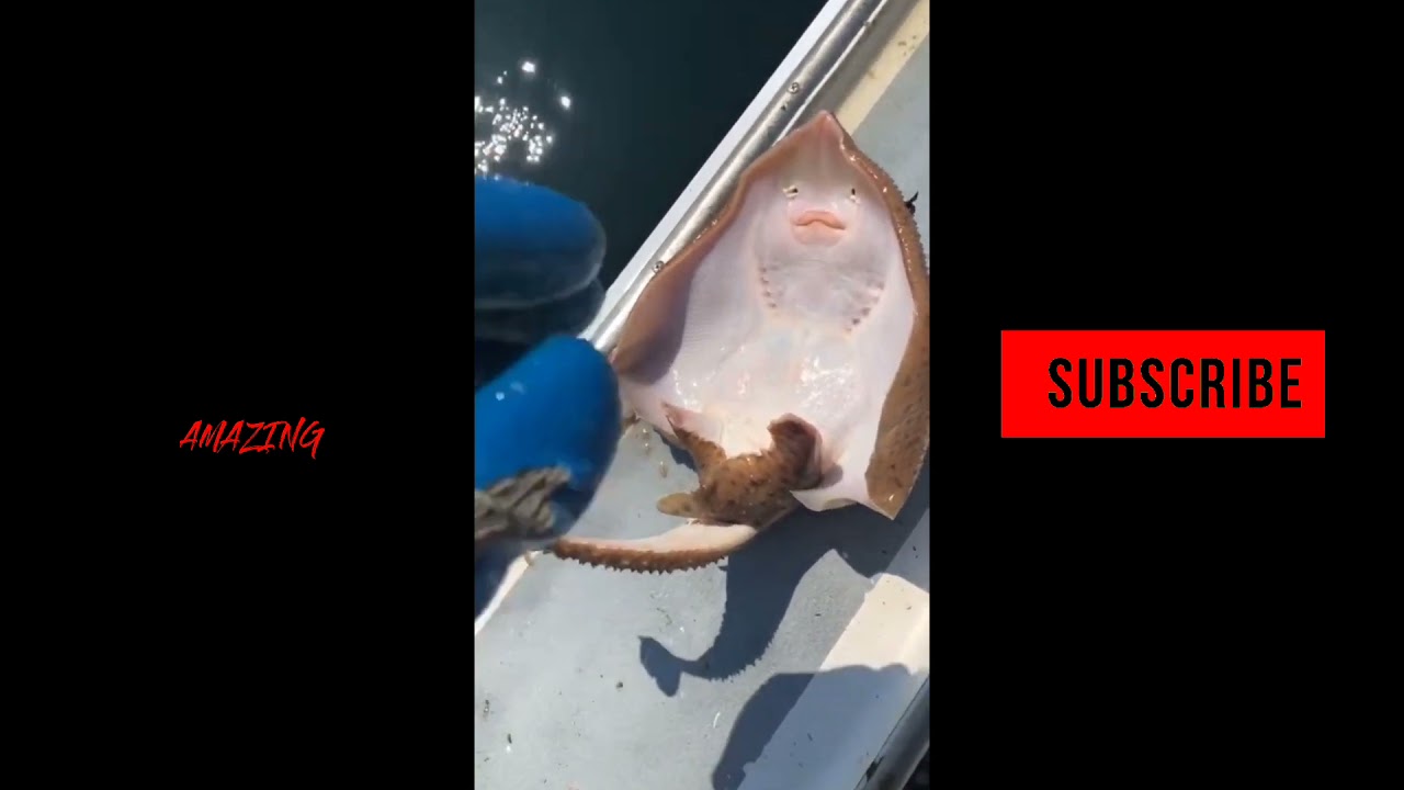 How to tickle a fish || Funny video || Funny shot on iPhone memes || memes by Linda H || The Amazing