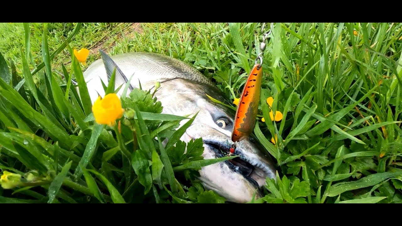 Esto es Pesca en Aysén Patagonia chile, en busca del gran salmón Chinook.