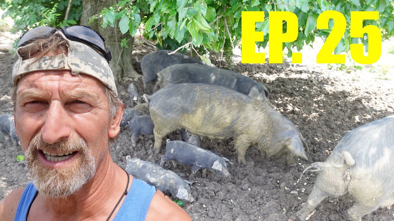 KUPIO SAM SVINJE, CISTERNA - Zivot u Srbiji Posle Kanade - ep. 25