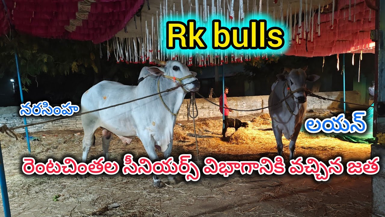💥రెంటచింతల సీనియర్స్ విభాగానికి వచ్చిన RK BULLS అత్తోట శిరీష చౌదరి శ్రీకృష్ణ చౌదరి గారు లయన్ నరసింహ