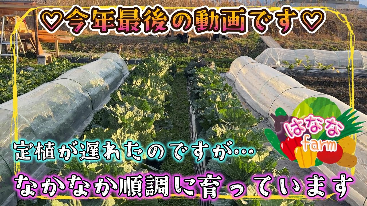 【初恋】我慢できませんでした(笑)【2025年ラスト】【キャベツ】