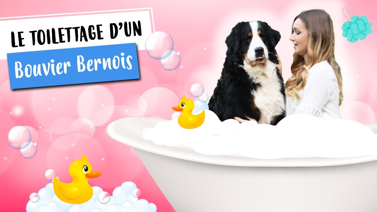 TOILETTAGE BOUVIER BERNOIS 🧽💦
