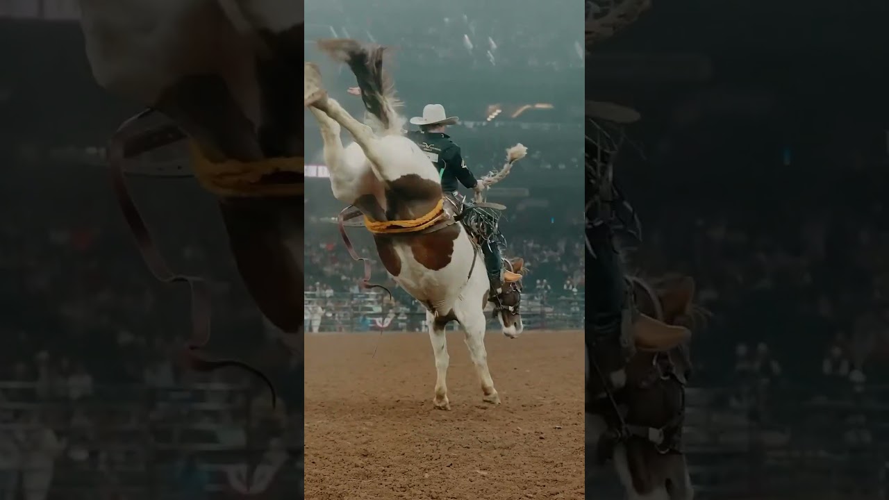 Dawson Hay Professional Saddle Bronc Rider!🤠 #cowboy #rodeo #viralvideo