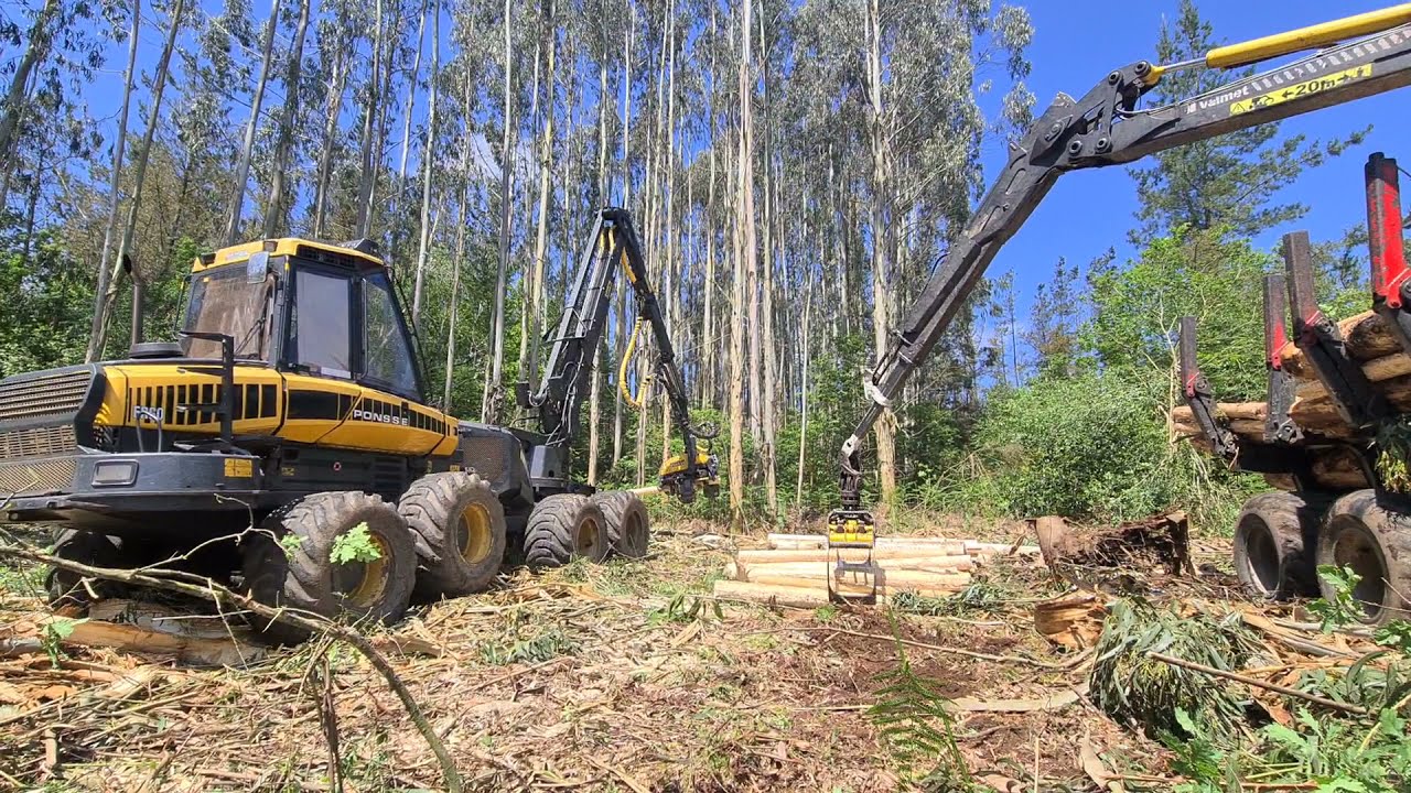 Ponsse Ergo H7 y Valmet 860.4 en Eucalipto Nitens