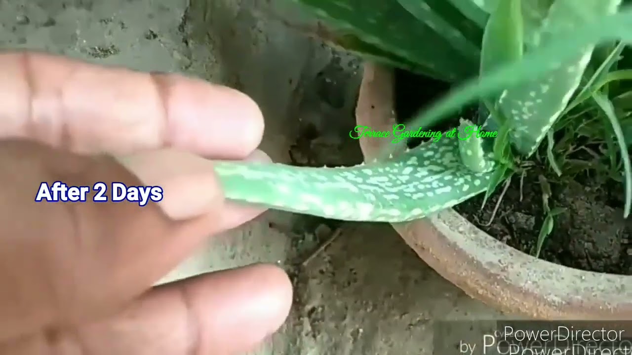 Dry | Brown Aloevera Plant Make Green Just in 2 Days #aloevera #gardening 