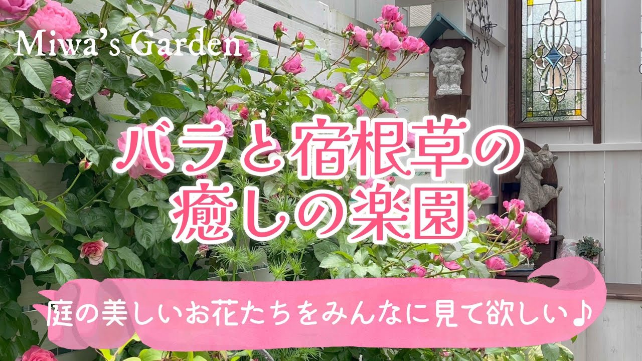 【バラと宿根草の庭づくり🌹】薔薇・クレマチス・宿根草が織りなす美しい初夏の癒しの庭＊ガーデニング