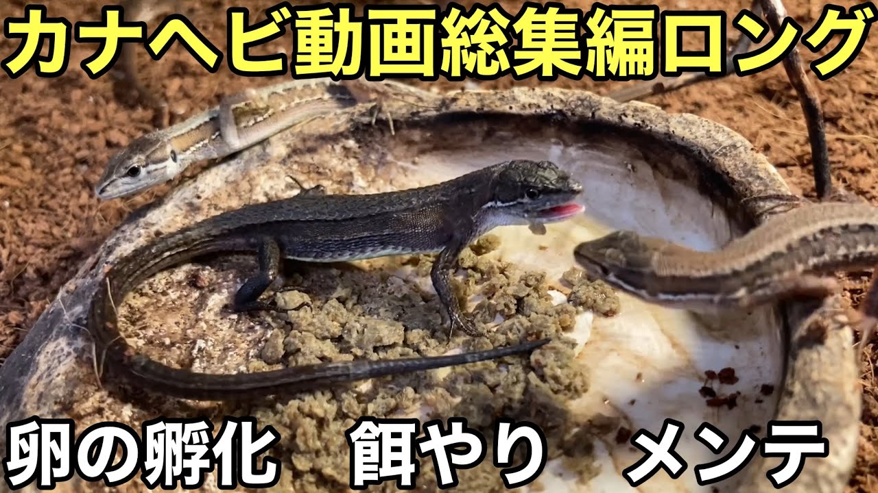 カナヘビの餌やり卵の孵化　赤ちゃんカナヘビの飼育環境作り　掃除メンテ　総集編ロングバージョン