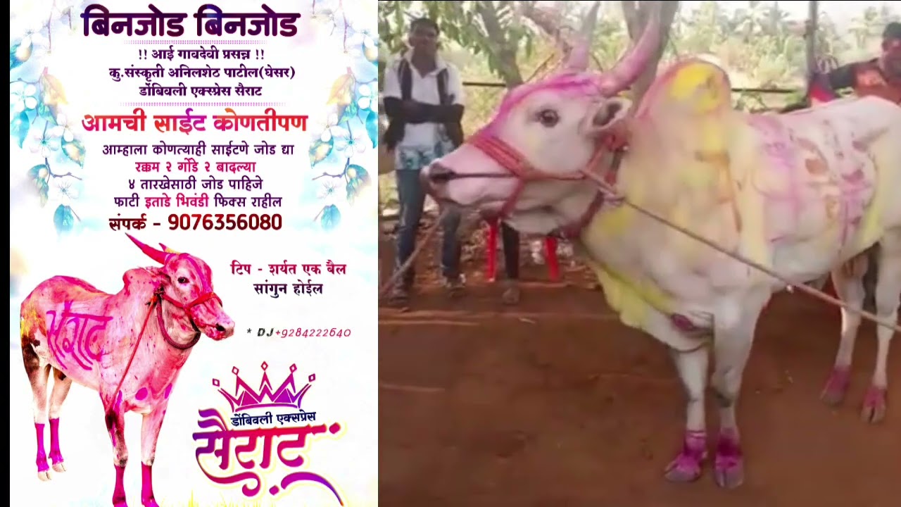 शर्यत जमली टॉप | सैराट विरुद्ध | मौजे इताडे | बकासुर सज्ज 