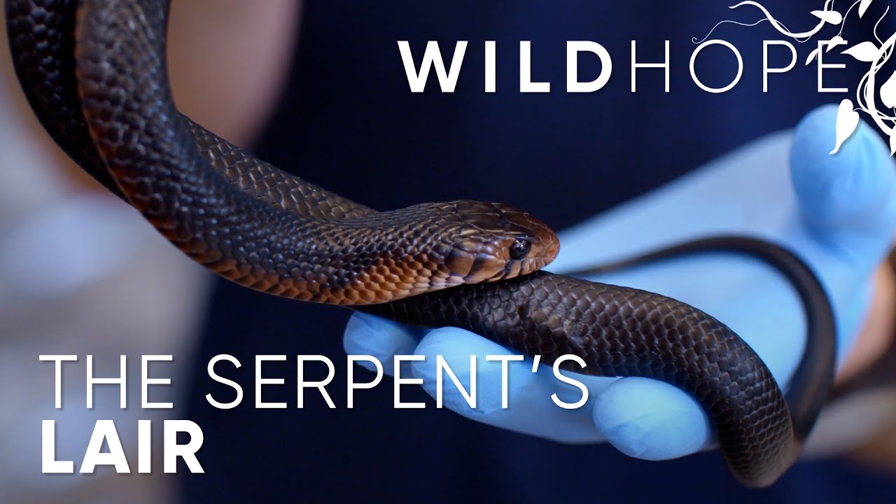 Рептилии &mdash; новое лицо американской охраны природы? | WILD HOPE