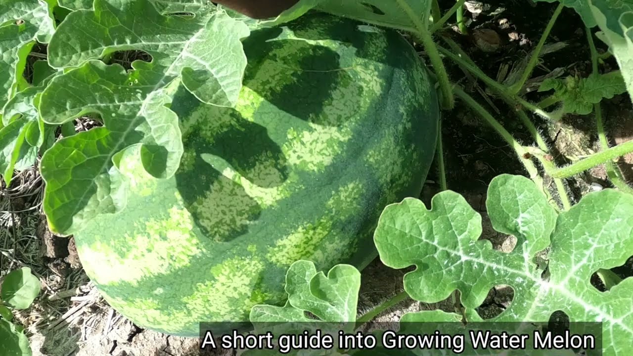 Growing Wonderful Watermelons for Amazing Yields this Summer in Jamaica