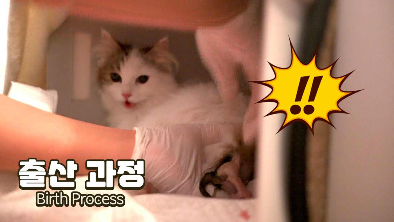 고양이 출산 과정 | 새끼가 꼈어요 Ep.2