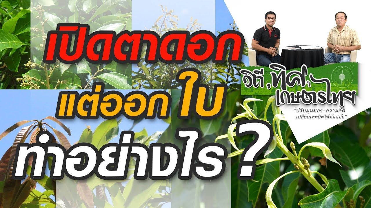 วิถีทิศเกษตรไทย ตอน จะเปิดตาดอก แต่ออกใบ ต้องทำอย่างไร ?