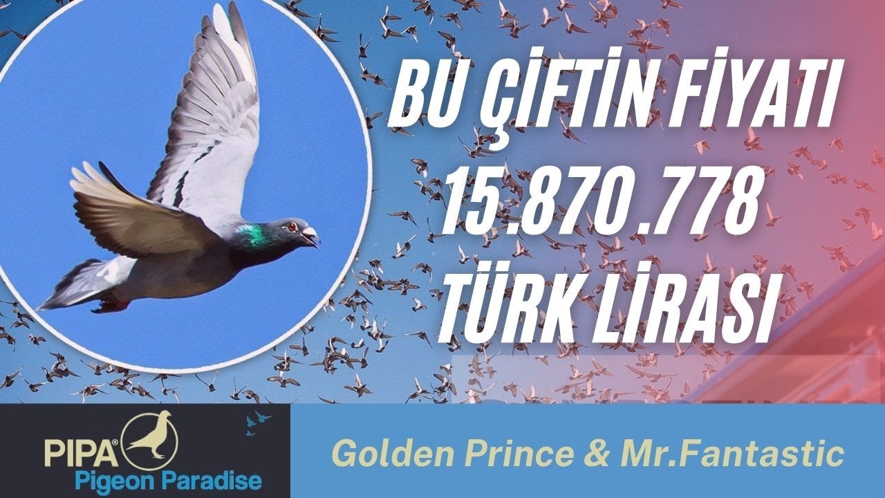 Bu Kuşlar Bir Servet Değerinde Damızlık Yarış Güvercinlerimiz Part III