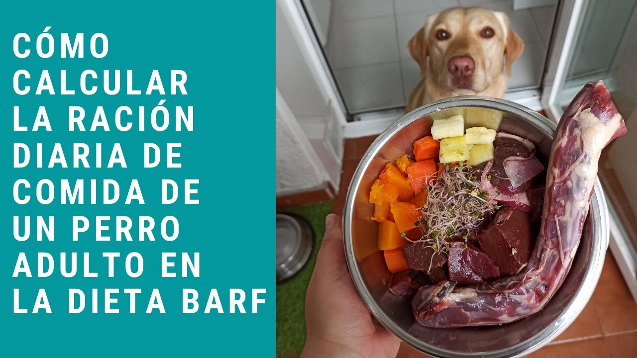 Cómo calcular la ración de comida de un perro adulto en la dieta BARF