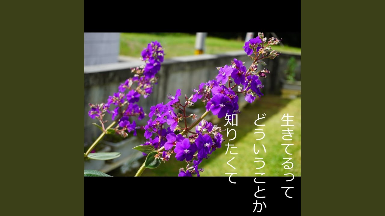 真っ白な未来(another ver.karaoke)