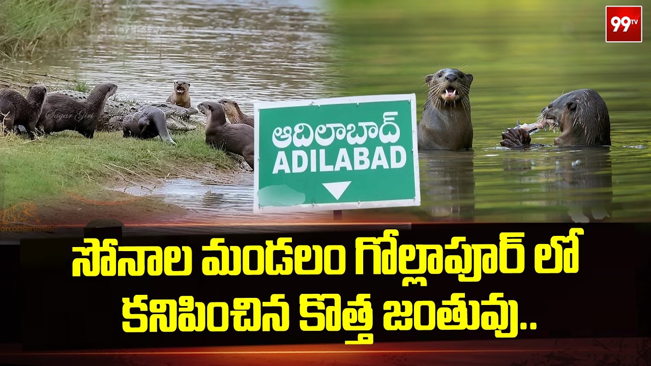 సోనాల మండలం గోల్లాపూర్ లో కనిపించిన కొత్త జంతువు..Smooth-coated Otters Found At Gollapur