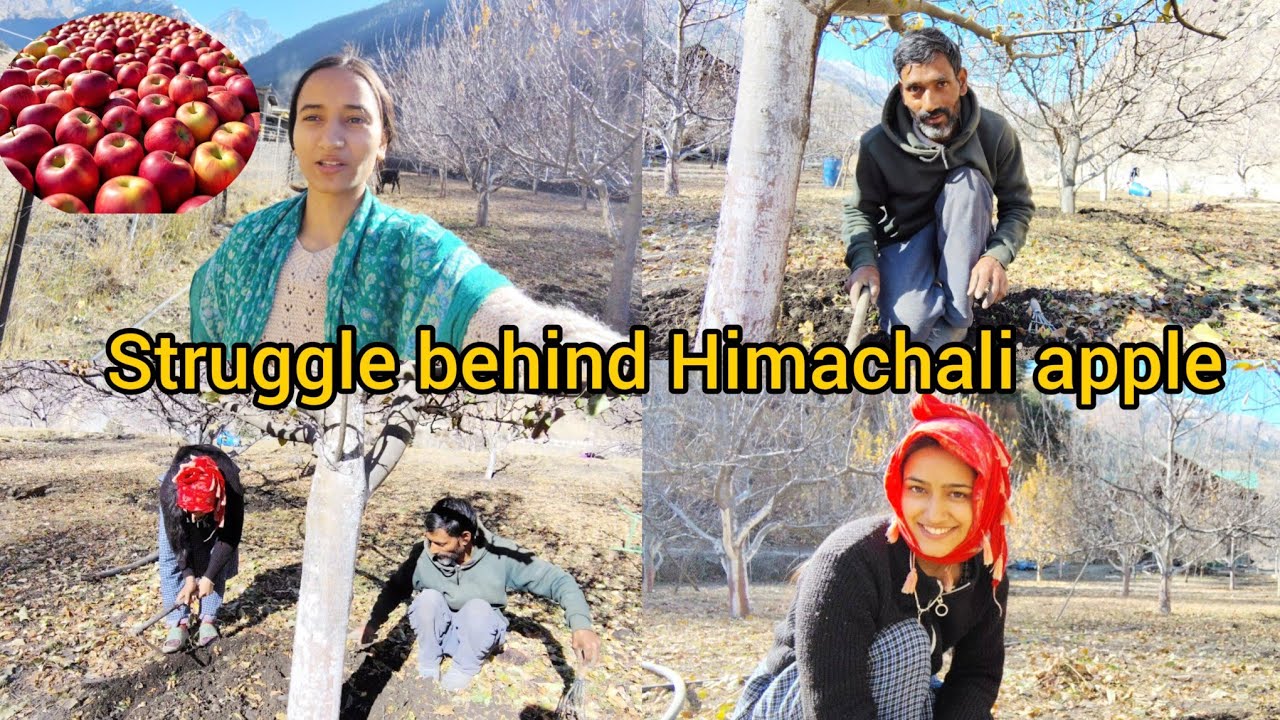 HARDWORK IN APPLE ORCHARD 🍎 #himachal #lahoulspiti #spiti #village 