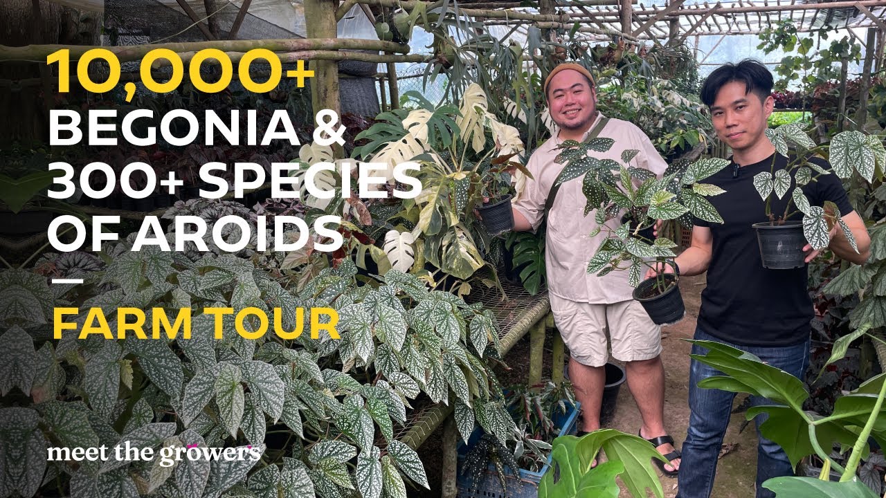 10,000+ of Begonia and 300+ Species of Aroid | Meet the Growers Farm Tour