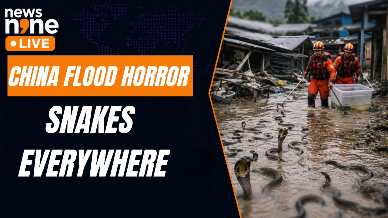 China Floods: 900 Snakes, Including Cobras, Escape After Snake Farm Washed Away | News9