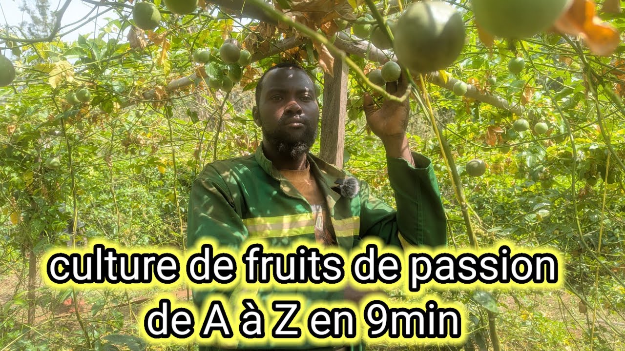 Tout ce que tu dois savoir sur la culture du fruit de passion production, rentabilité , cycle
