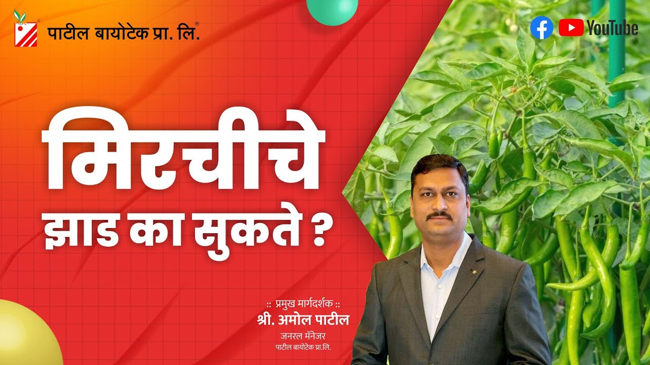 मिरचीचे झाडे का सुकते ? #patilbiotech