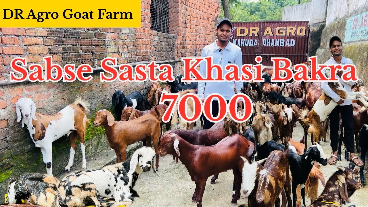 Sabse sasta Khasi Bakra goat farming in jharkhand #goat #farming #trending #jharkhand #india  