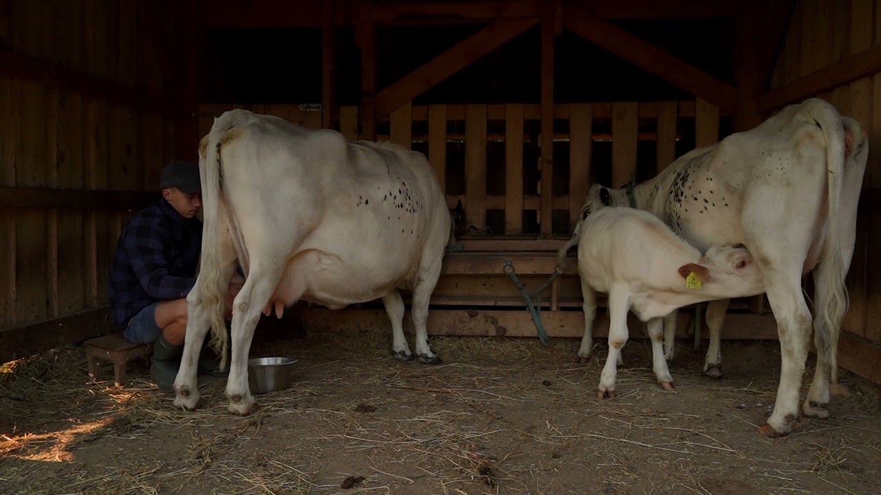 Swedish Mountain Cattle, milking by hand Mjölka en fjällko