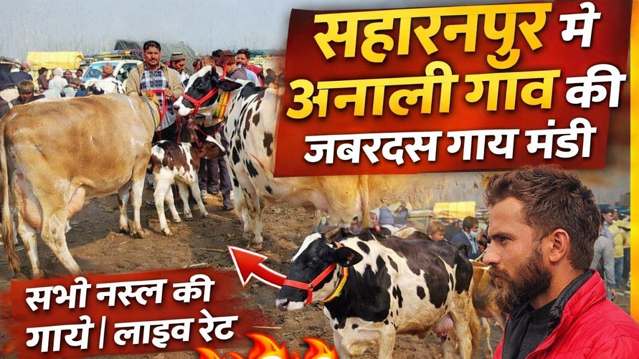 सहारनपुर के उनाली गांव की गाय मंडी 🐄 | सभी नस्लों की गाय | आज का लाइव रेट 2026