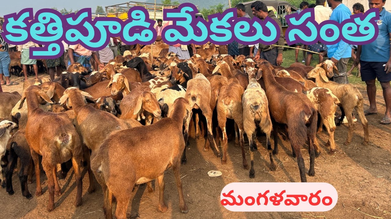 goats market in kathipudi #biggest goat & sheep market #goat #cow #cowgoat #viral #mp 