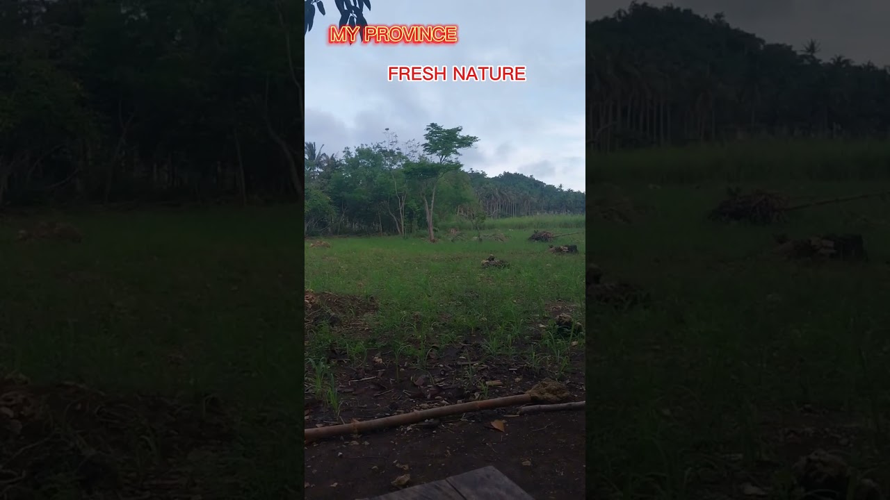 My Province #freshnature #naturephotography #buhaybukid #buhayprobinsya #freshair #viralvideo