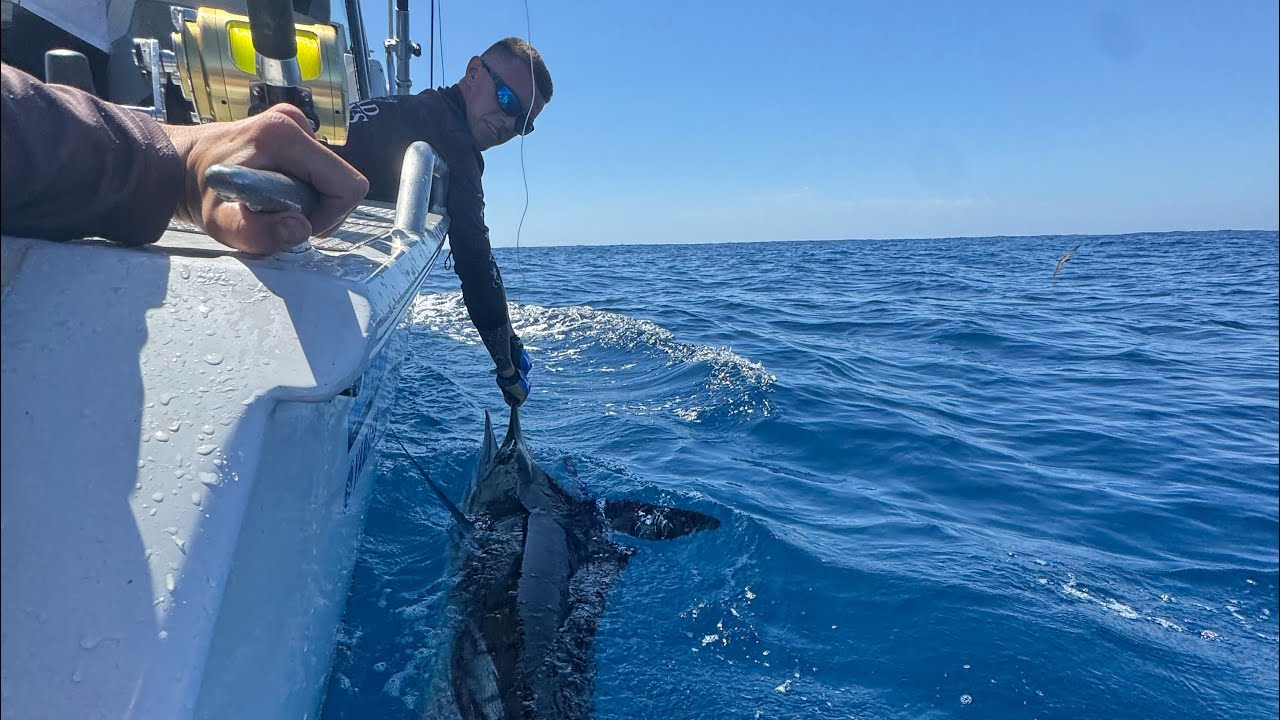 Marlin fishing off Sydney onboard kraken 