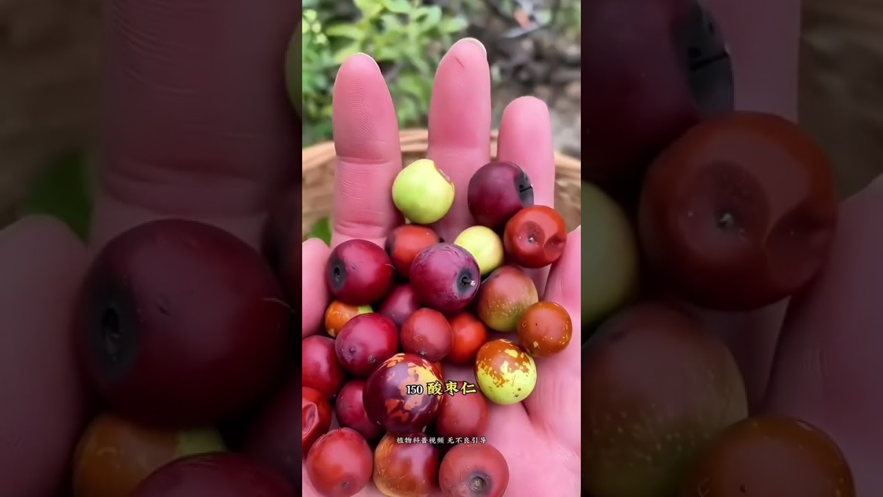 Get to know 268 precious Chinese herbal plants #herbalmedicine