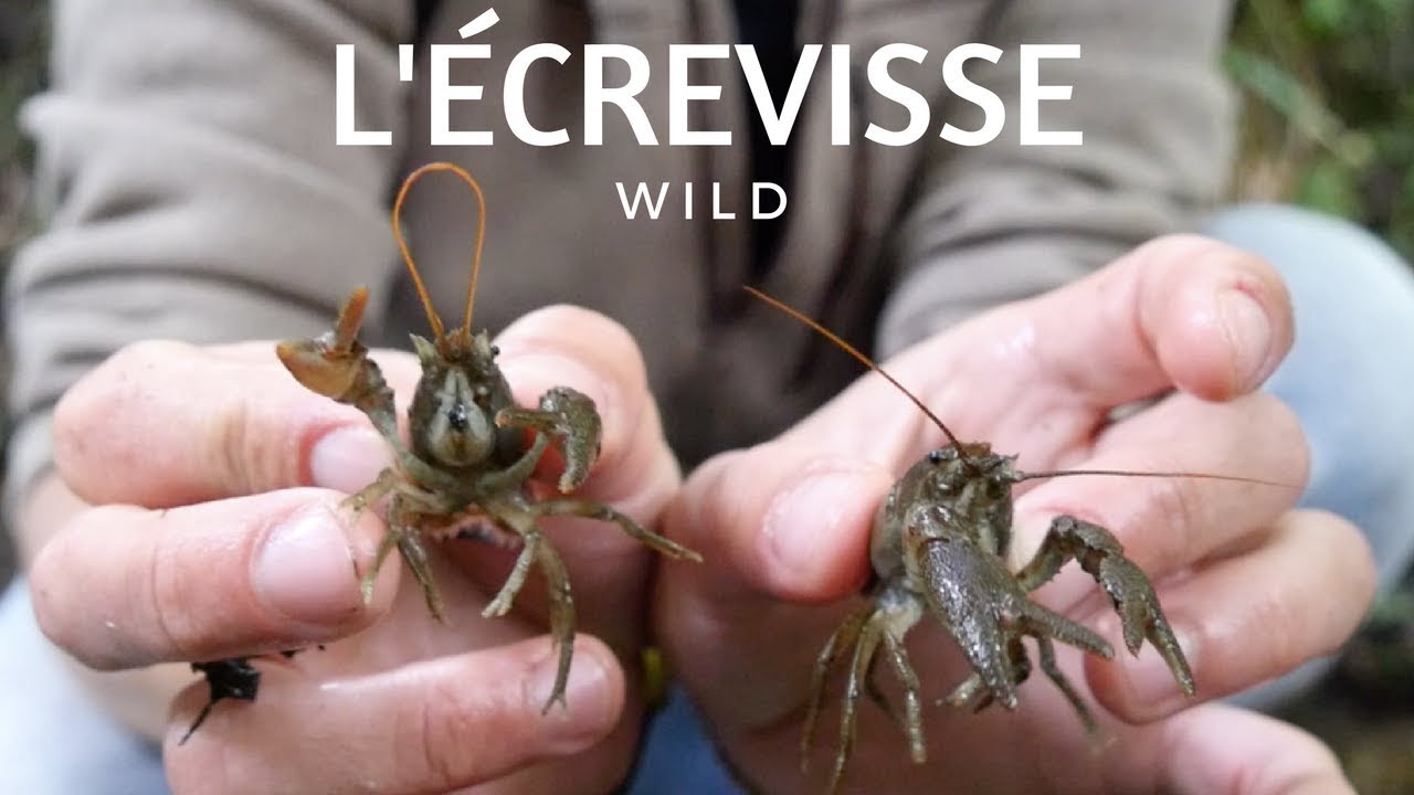LA FRAGILITÉ DE L'ÉCREVISSE À PATTES BLANCHES