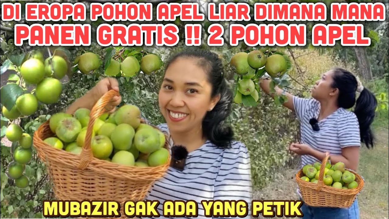 PANEN GRATIS APEL HIJAU LIAR BUAHNYA LEBAT SAMPAI KE TANAH GAK ADA YANG PETIK BUAH LIAR DI HUNGARY