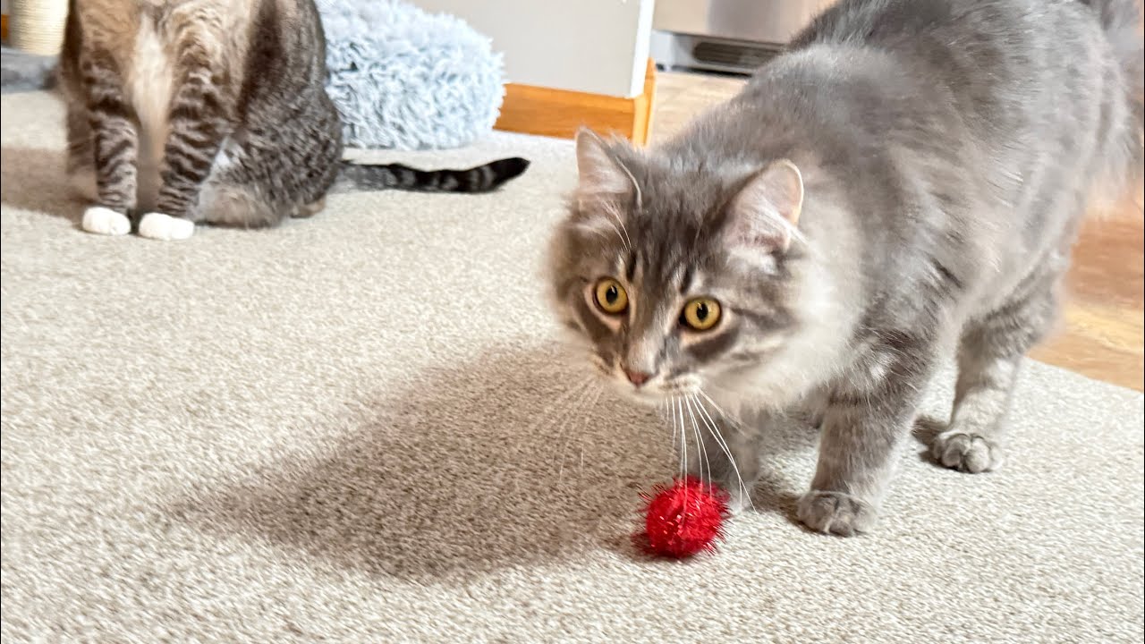 A Cat Ballet