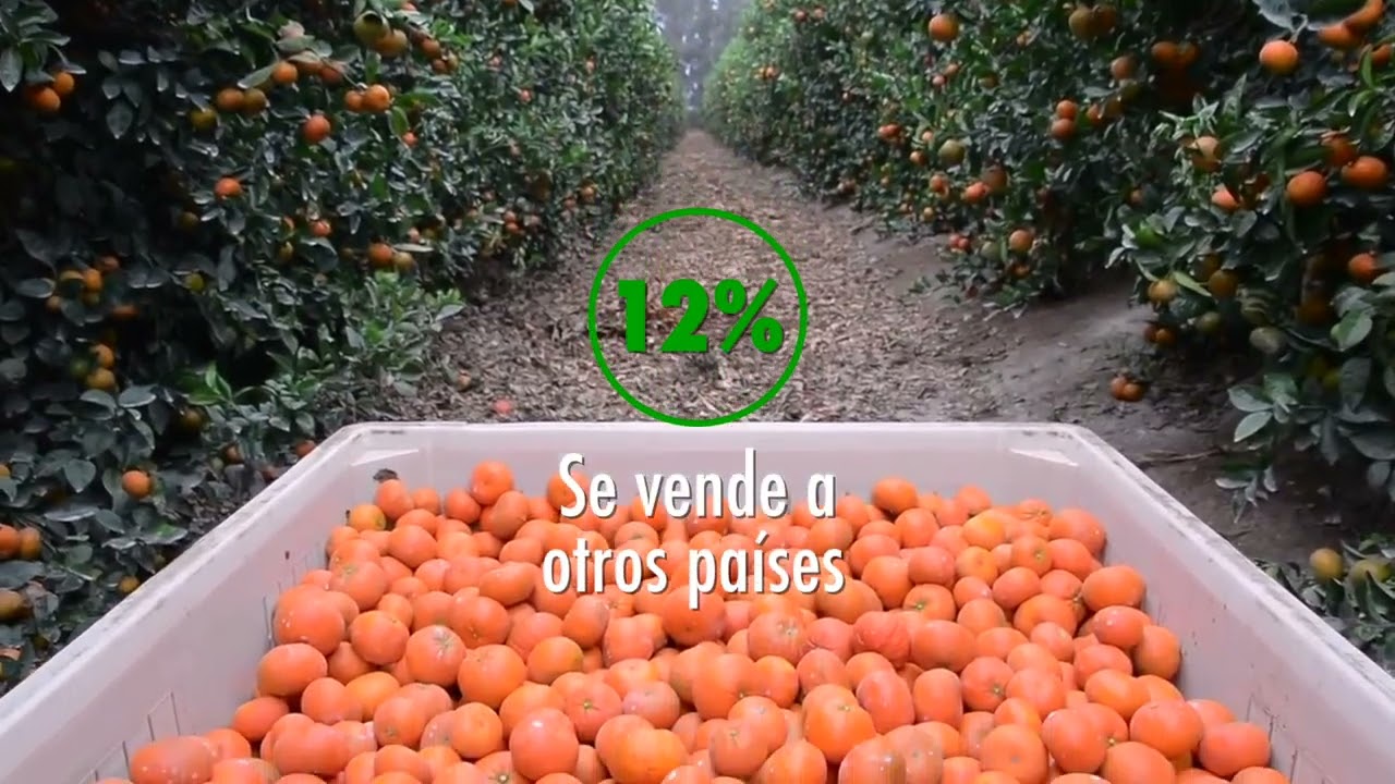 PRODUCCIÓN DE CÍTRICOS EN MÉXICO