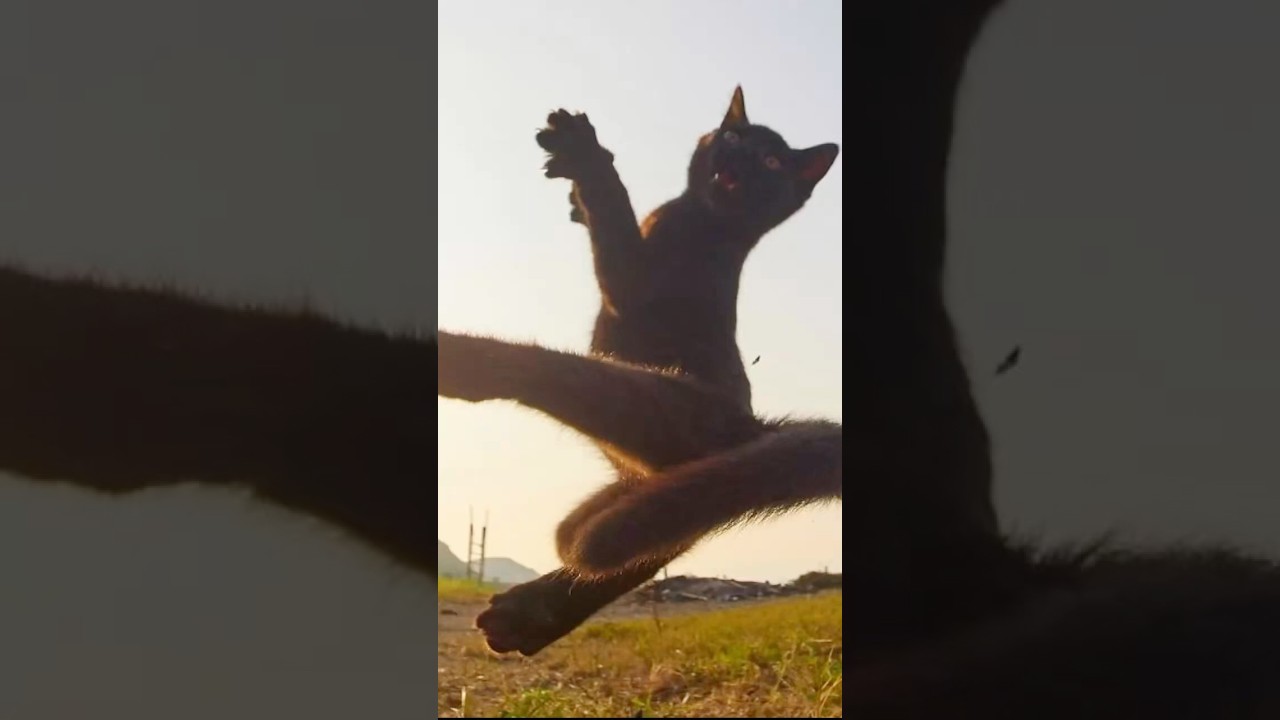 I WANT TO BE NINJA!!! #cat #memes #catninja #catto #kitty #kitten #ninja #idkwhattoputhere #idk