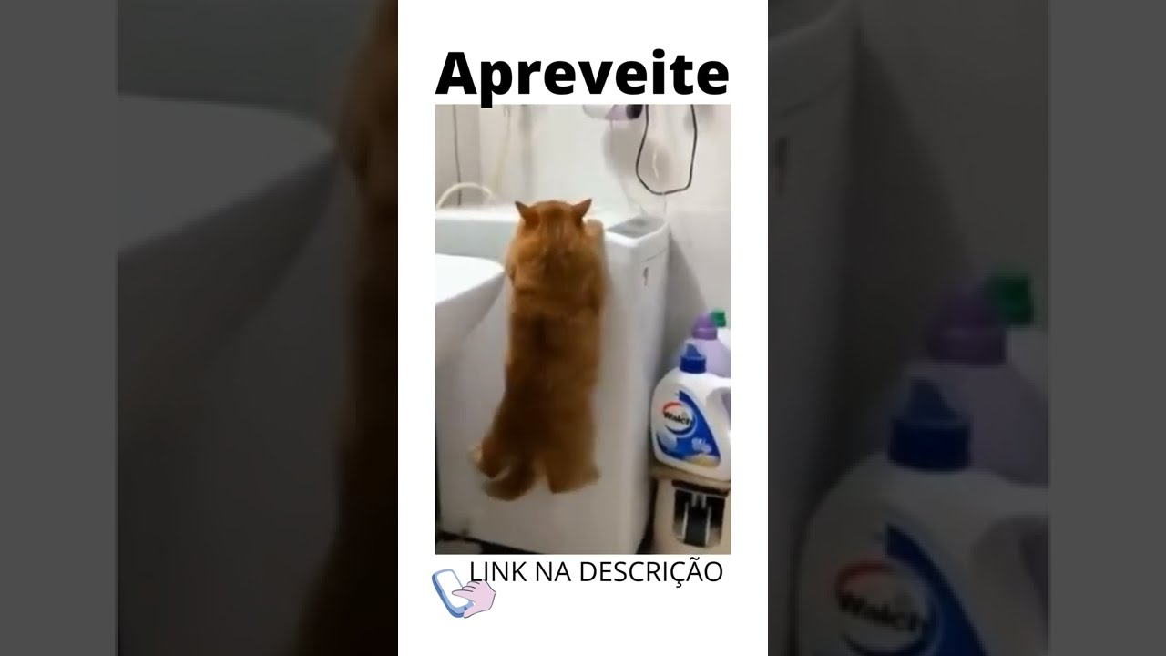 Gatos Nervosos #shorts