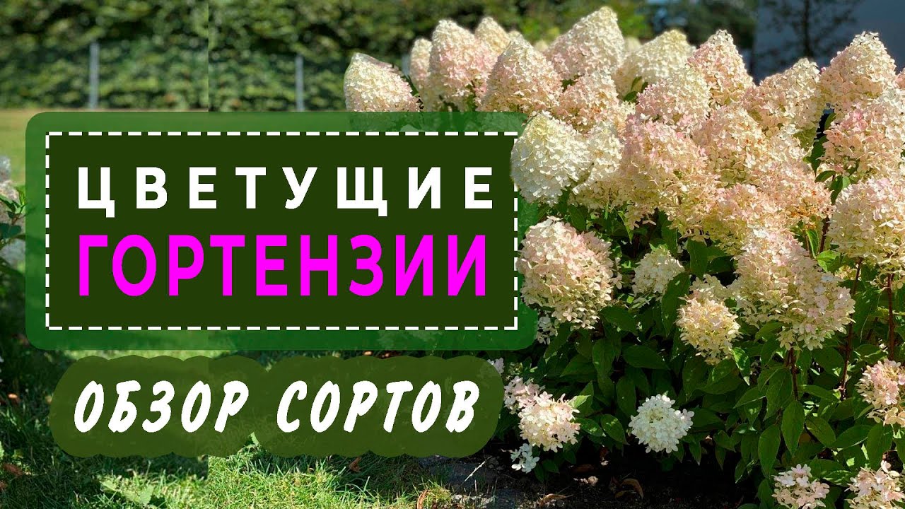 Цветущие гортензии в саду. В гостях у автора канала “Цветули у Светули”