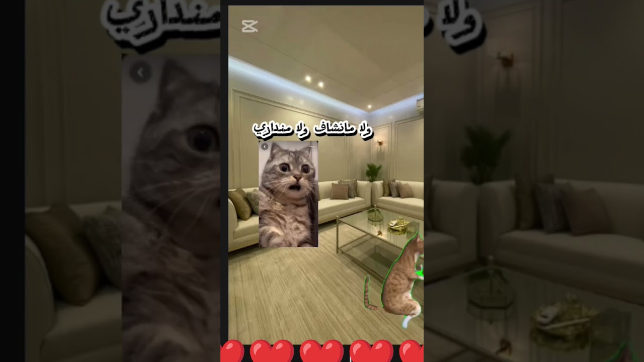 اشتركوا علشان نوصل 300 🌯   في أخطاء لغوية بس مش مهم و لو عايزين part 2  خليه يوصل50  لايك و بس 🤏🏻🌯❤️